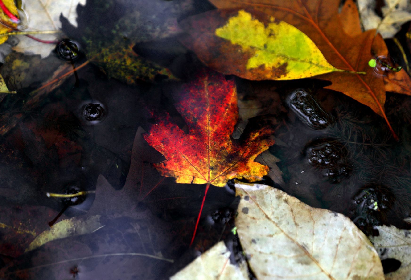 Fall colors at Shaw Nature Reserve